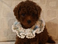 Poodle bebek