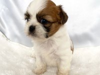 kaymak shih-tzu bebişler (şitsu)