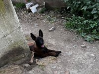 Belçika Kurdu Köpeği