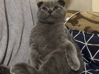 4 aylık british shorthair kırık kulak dişi