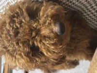 Çok Tatlış Poodle Bebişimiz