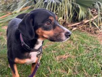 7 yaşında köpekler