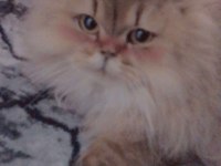 British longhair kedisi