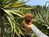 ORJİNAL IRK VE SAĞLIK GARANTİLİ POODLE