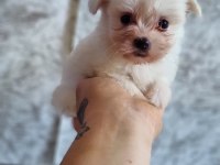 Kar beyaz maltese bebekler