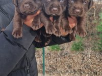Labrador Yavrularımız