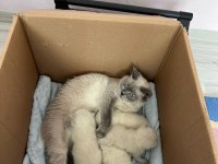 Pamuk ve Çakırın Evlatları Kediler