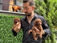 Micro Teacup Kore Poodle Yavrularımız