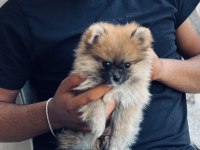 Yavru dişi pomeranian boo