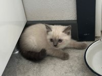 Point erkek bebek british shorthair