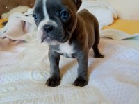 A kalite french bulldog yavrular