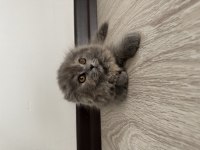 2 Aylık Dişi Uzun Tüylü Scottish Fold