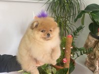 4 AYLIK YAVRU POMERANİAN BOO