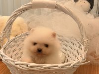 Mini boy ayı surat pomeranian yavrular