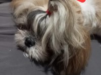 Safkan SHİH TZU