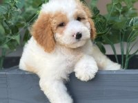 OYUNCU LABRADOODLE YAVRULARIMIZ