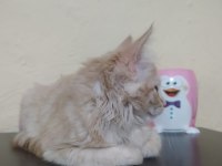 Çok güzel bir Kedi Cana Yakın Ve sevimli