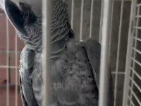 Konuşan jako papağanı
