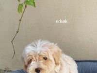Teslime Hazır Maltipoo yavrularımız