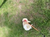Pomeranian güzel ve temiz bir hayvan