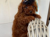 Ev Ortamında Red Brown Kore Poodle Yavrum