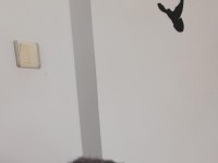Denizli scottish fold yavrularım