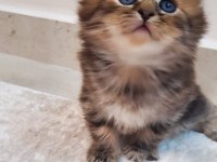 MÜKEMMEL GÜZELLİK BRİTİSH LONGHAİR