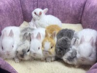 Cüce Netherland Dwarf Tavşan Yavrularımız