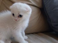 Dişi 2 Aylık 2 Adet Kedimiz