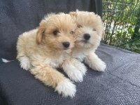 Harika Maltipoo bebekler