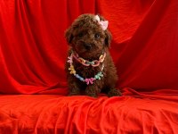 Mersin yavru toy poodle köpekler