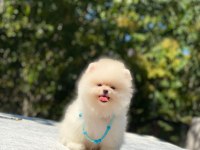 Vet Teknikerden SHOW CLASS Pomeranian YAVRULAR