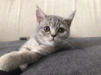 2 Aylık Aşılı Prenses Silver Tabby British Shorthair