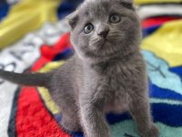 Yavru scottish fold