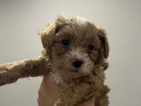 45 günlük poodle yavrular