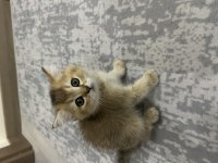 2 Aylık British Shorthair Yavrularımız