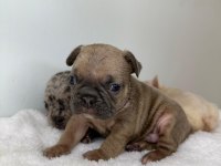 French Bulldog yavrularımız ırk garantilidir
