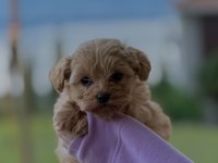 POODLE YAVRULARIMIZ YENİ YUVASINA HAZIR