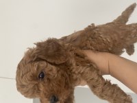 Toy Poodle Bebeğimiz İçin Ulaşın