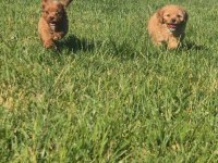 Akıllı ve Tüy Dökmeyen Karakteriyle Maltipoo Yavrusu
