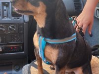 4 Yaşında Sağlıklı Erkek Minyatür Pinscher
