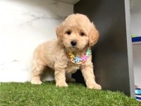 0 numara mini boy mükemmel kalite maltipoo yavru