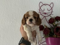 Cavalier king charles bebeklerimiz