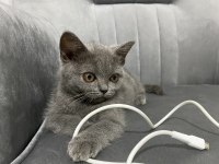 Dişi British Shorthair Kedisi