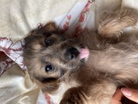 3 Aylık Dişi Aşıları Tam Maltipoo