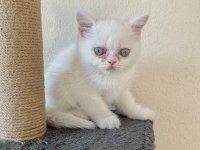 IRAN PERSİAN ERKEK CİNS YAVRU KEDİ 2.5 aylık