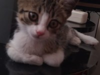 ACİL TEKİR KEDİSİ SAHİPLENDİRME
