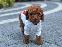 SAĞLIK VE IRK GARANTİLİ TOY POODLE