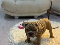 Türkiye deki en özel İngiliz bulldog yavrularımız