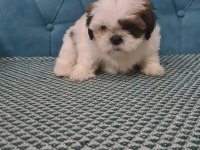 A kalite shih tzu